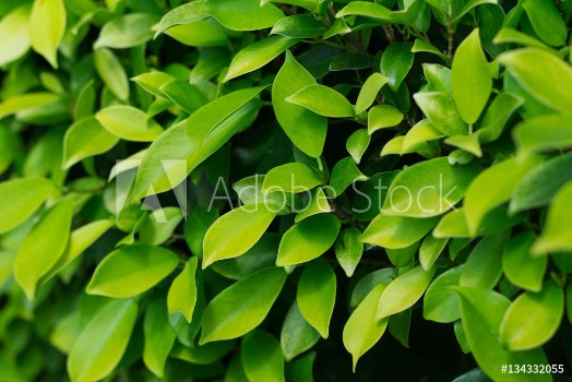 Picture of Background of leaves green bush
